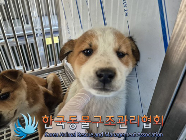 한국동물구조관리협회_441409202500107